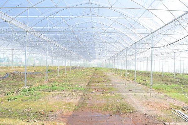 Energi Surya untuk Pertanian Mengoptimalkan Pengendalian Iklim Rumah Kaca