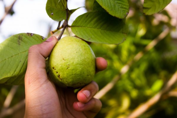 Pompa Tenaga Surya untuk Kebun Jambu Kristal Off-Grid
