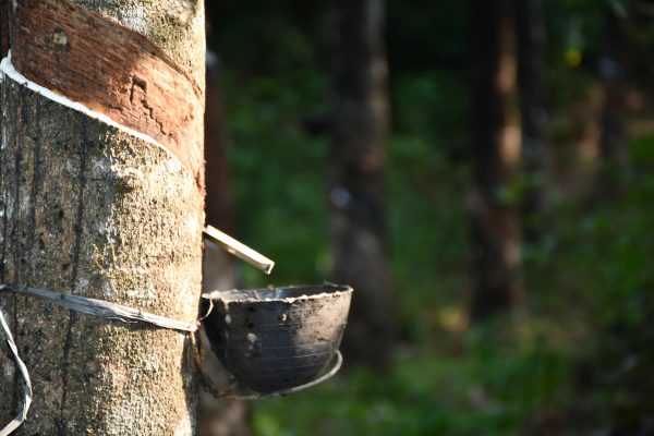 Cara Hemat Listrik Tanpa PLN Menggunakan Energi Surya Kebun