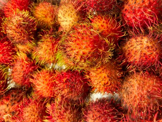 Off-Grid untuk Kebun Rambutan Tanpa BBM dengan Energi Surya