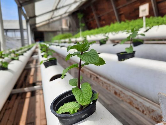 Energi Surya untuk Pertanian Meningkatkan Produktivitas Hidroponik