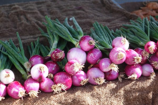 Energi Surya untuk Pertanian Bawang Merah Berkelanjutan