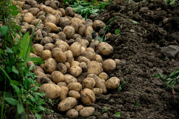 Energi Surya untuk Pertanian Kentang Berbasis Smart Farming