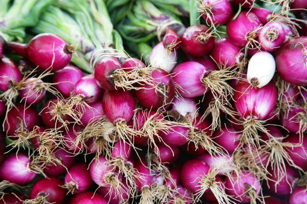 Energi Surya untuk Pertanian Bawang Merah Hemat Energi