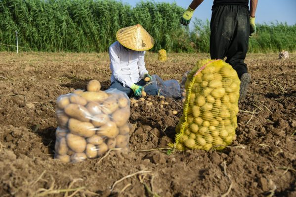 Energi Surya untuk Pertanian Kentang di Lahan Terpencil