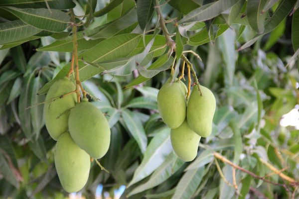 Off-Grid Kebun Mangga dengan Pompa Air Tenaga Surya