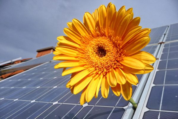 Pompa Air Tenaga Surya untuk Perkebunan Hortikultura Modern