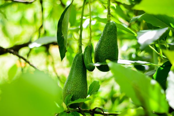 Pompa Tenaga Surya Off-Grid bagi Kebun Alpukat