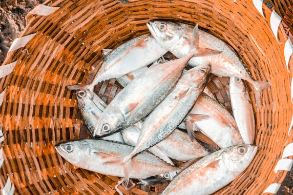 Cara Hemat Listrik Tanpa PLN Menggunakan Energi Surya untuk Aerator Kolam Ikan
