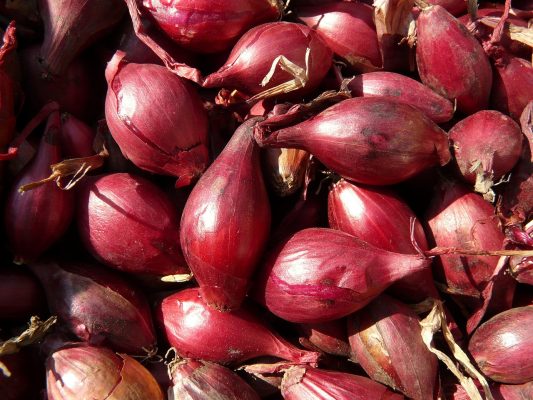 Energi Surya untuk Pertanian Bawang Merah Lahan Kering