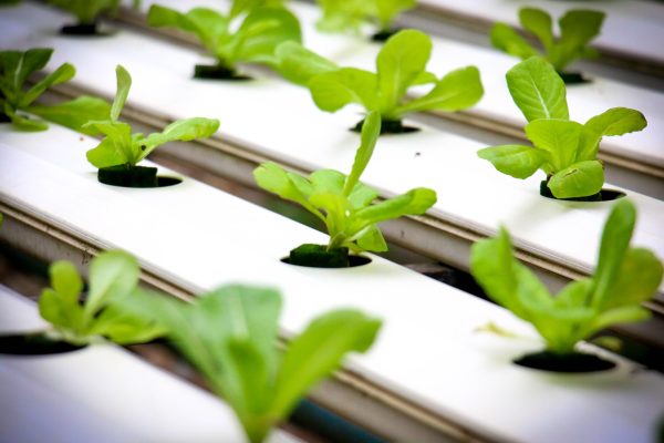 Energi Surya untuk Pertanian Mengoptimalkan Greenhouse Hidroponik
