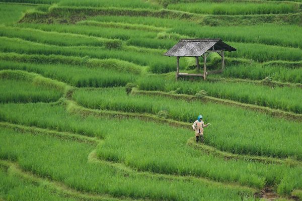 Energi Surya untuk Pertanian Padi yang Lebih Efisien