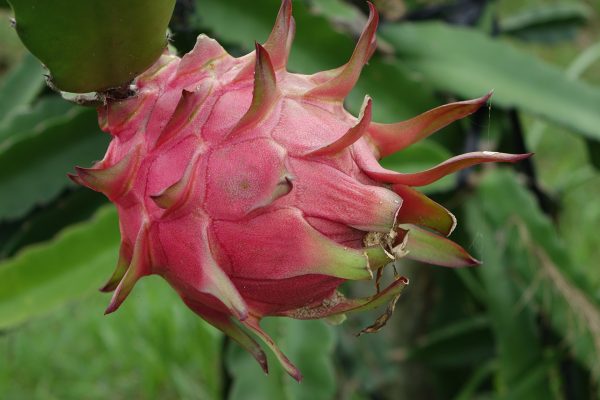 Pompa Tenaga Surya Off-Grid untuk Kebun Buah Naga Modern