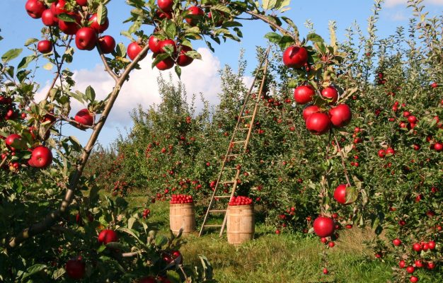Kebun Apel Off-Grid dengan Pompa Tenaga Surya yang Efisien