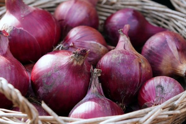 Energi Surya untuk Pertanian Bawang Merah Modern