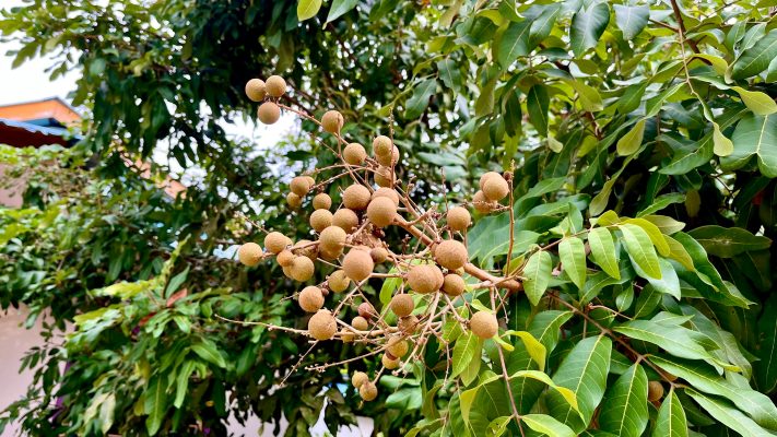 Irigasi Kebun Kelengkeng Off-Grid dengan Pompa Tenaga Surya