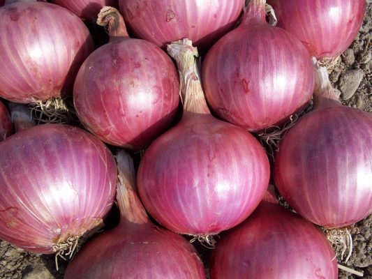 Energi Surya untuk Pertanian Bawang Merah yang Efisien