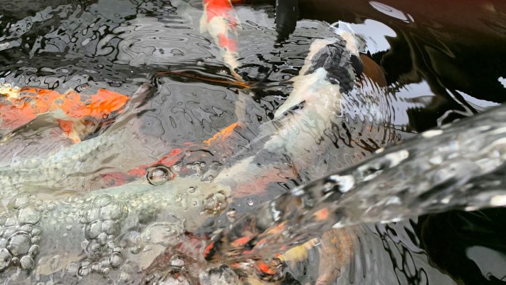 Cara Hemat Listrik Tanpa PLN Menggunakan Energi Surya untuk Tambak Ikan Hemat Biaya