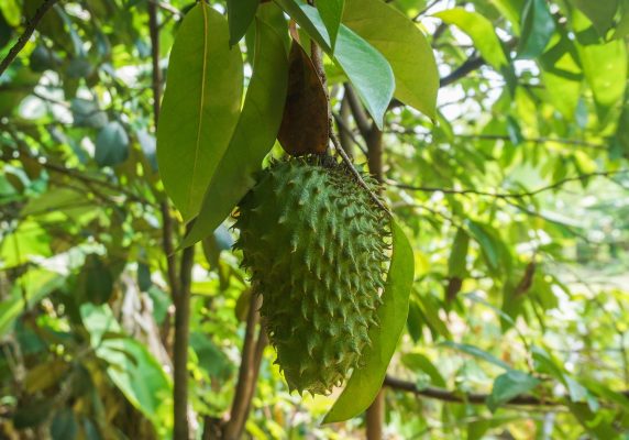 Kebun Sirsak Off-Grid dengan Pompa Tenaga Surya Andal