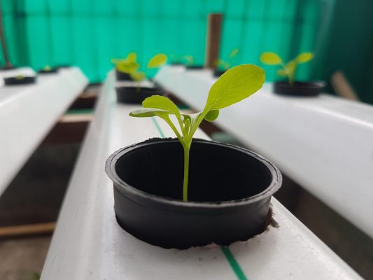 Energi Surya untuk Pertanian sebagai Solusi Hidroponik Berkelanjutan