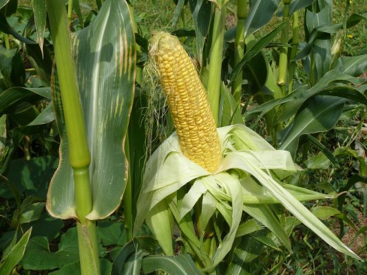 Energi Surya untuk Pertanian Jagung yang Berkelanjutan