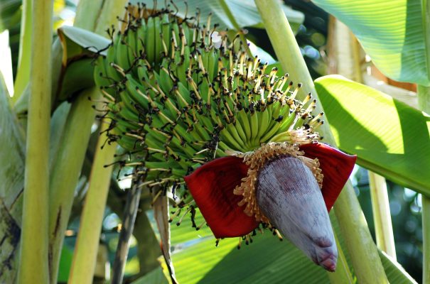 Energi Surya Off-Grid untuk Kebun Pisang yang Lebih Hemat