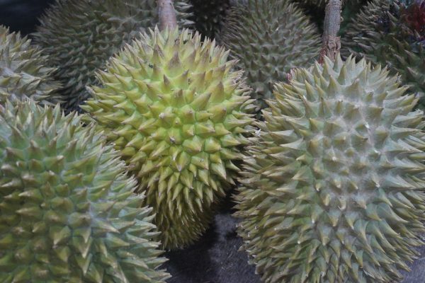 Sistem Irigasi Off-Grid untuk Kebun Durian Modern