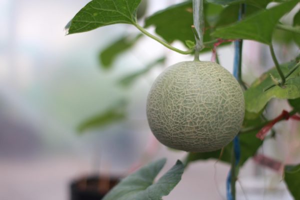 Kebun Melon Off-Grid dengan Pompa Tenaga Surya Hemat Energi
