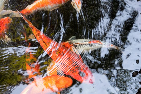 Cara Hemat Listrik Tanpa PLN Menggunakan Energi Surya untuk Kolam Ikan Produktif