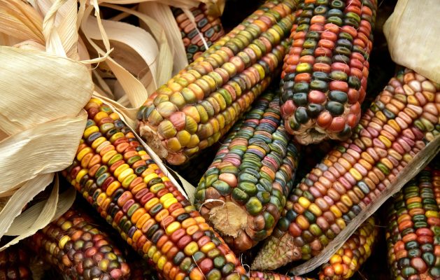 Cara Hemat Listrik Tanpa PLN Menggunakan Energi Surya Jagung