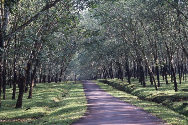 Cara Hemat Listrik Tanpa PLN Menggunakan Energi Surya Kebun