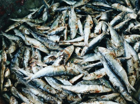 PLTS Off-Grid untuk Hemat Listrik di Tambak Ikan