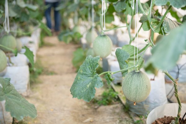 Energi Surya untuk Pertanian Melon dan Otomasi Irigasi