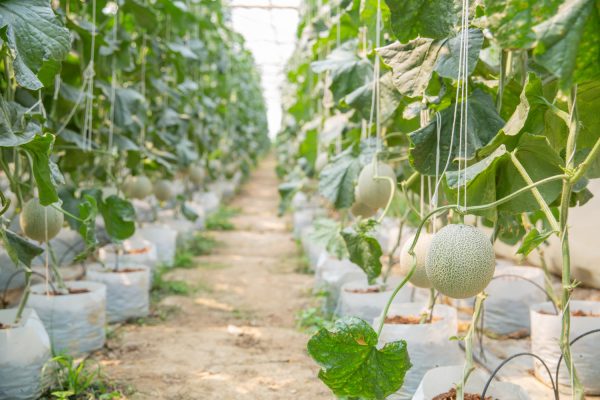 Energi Surya untuk Pertanian Melon di Lahan Terpencil