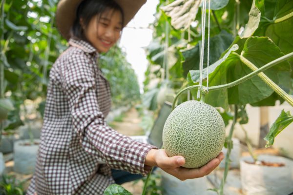 Energi Surya untuk Pertanian Melon di Rumah Kaca
