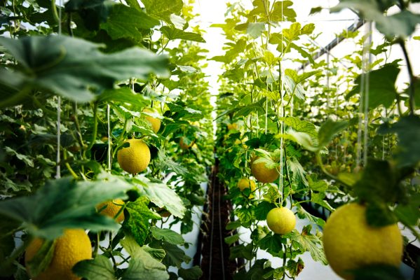 Energi Surya untuk Pertanian Melon Menuju Pertanian Modern
