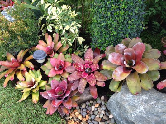 Memilih Pompa Tenaga Surya untuk Kebun Bromelia Tanpa PLN