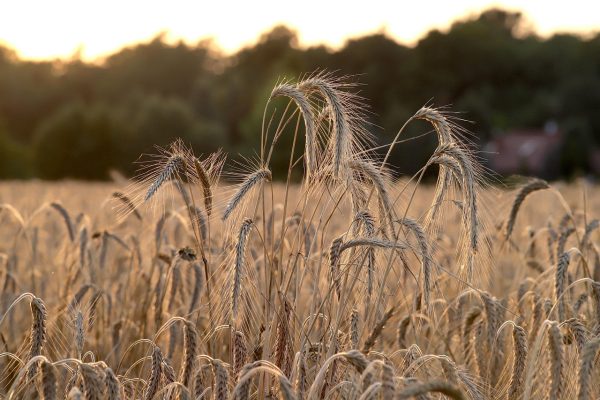 Energi Surya untuk Pertanian Gandum dan Smart Farming