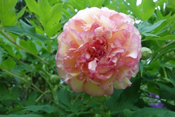 Memilih Pompa Tenaga Surya Peony dengan Panel Efisien