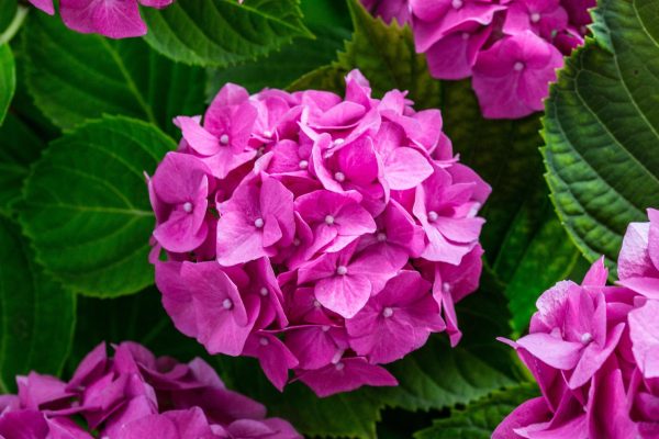 Memilih Pompa Tenaga Surya untuk Irigasi Hydrangea Berkelanjutan