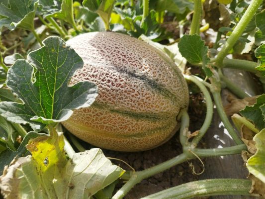 Energi Surya untuk Pertanian Melon yang Lebih Efisien