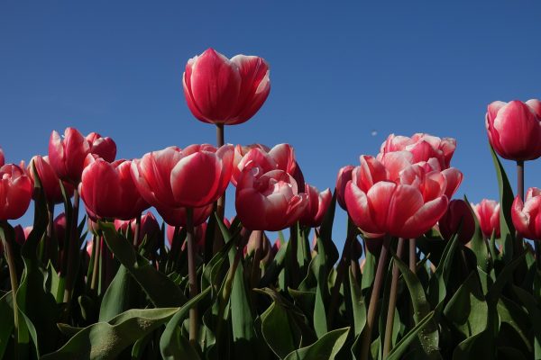 Memilih Pompa Tenaga Surya Lorentz untuk Tulip Tanpa PLN