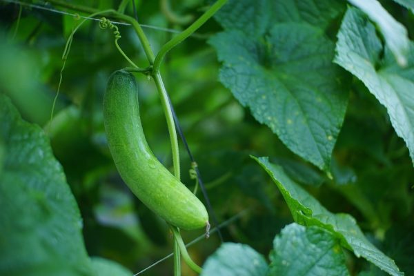Energi Surya untuk Pertanian Timun di Greenhouse