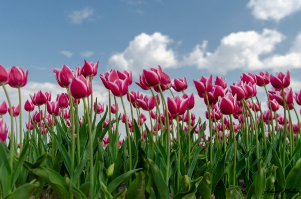 Energi Surya untuk Pertanian Tulip dengan Irigasi Cerdas