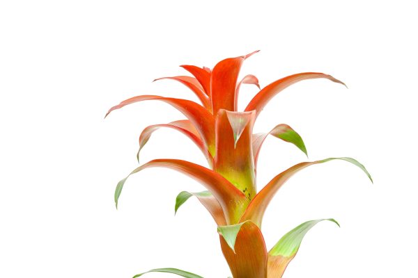 Memilih Pompa Tenaga Surya Lorentz Bagi Kebutuhan Bromelia