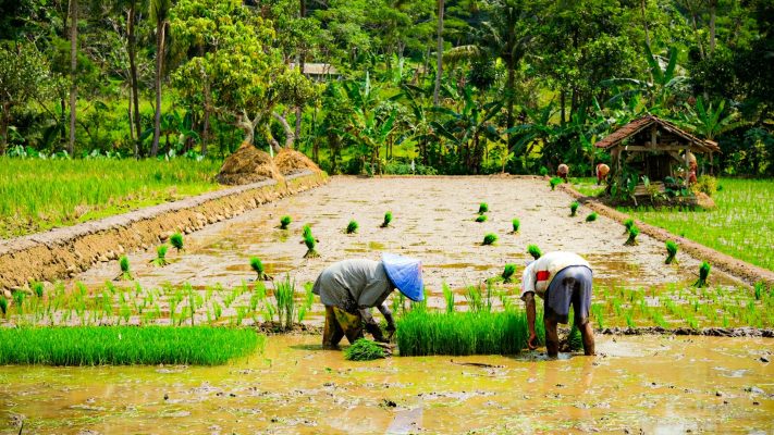 Energi Surya untuk Pertanian Hortikultura Berbasis Robot
