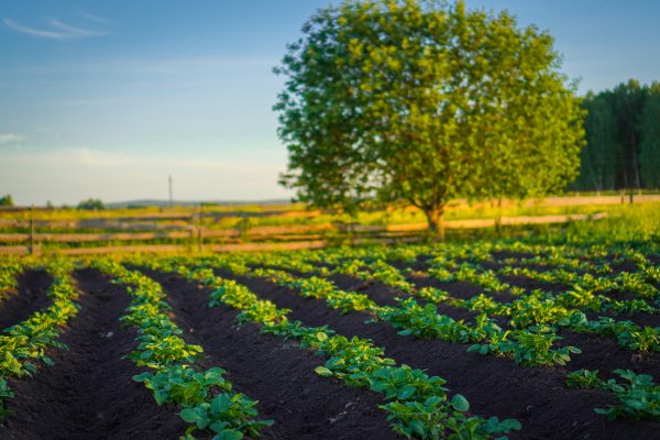 Memilih Pompa Tenaga Surya untuk Kebutuhan Ladang Modern