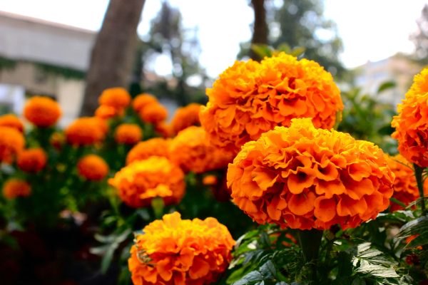 Memilih Pompa Tenaga Surya Marigold dengan Smart Control