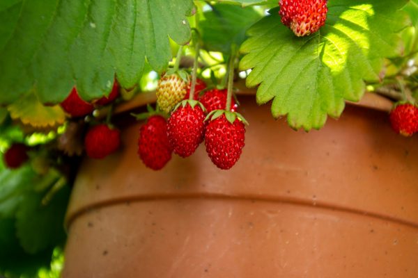 Energi Surya untuk Pertanian Strawberry dengan PLTS Hemat Air