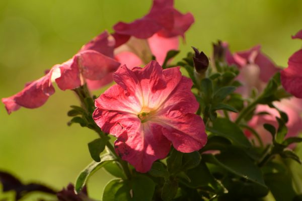 Memilih Pompa Tenaga Surya dari Tangki Air untuk Petunia